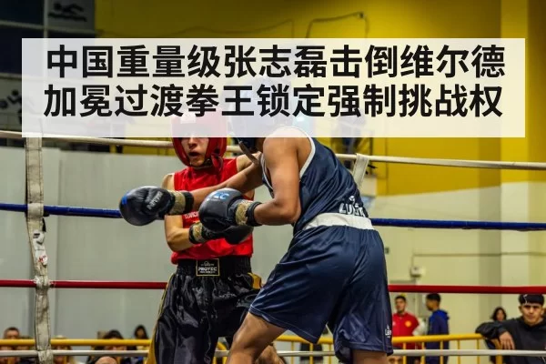中国重量级张志磊击倒维尔德加冕过渡拳王锁定强制挑战权